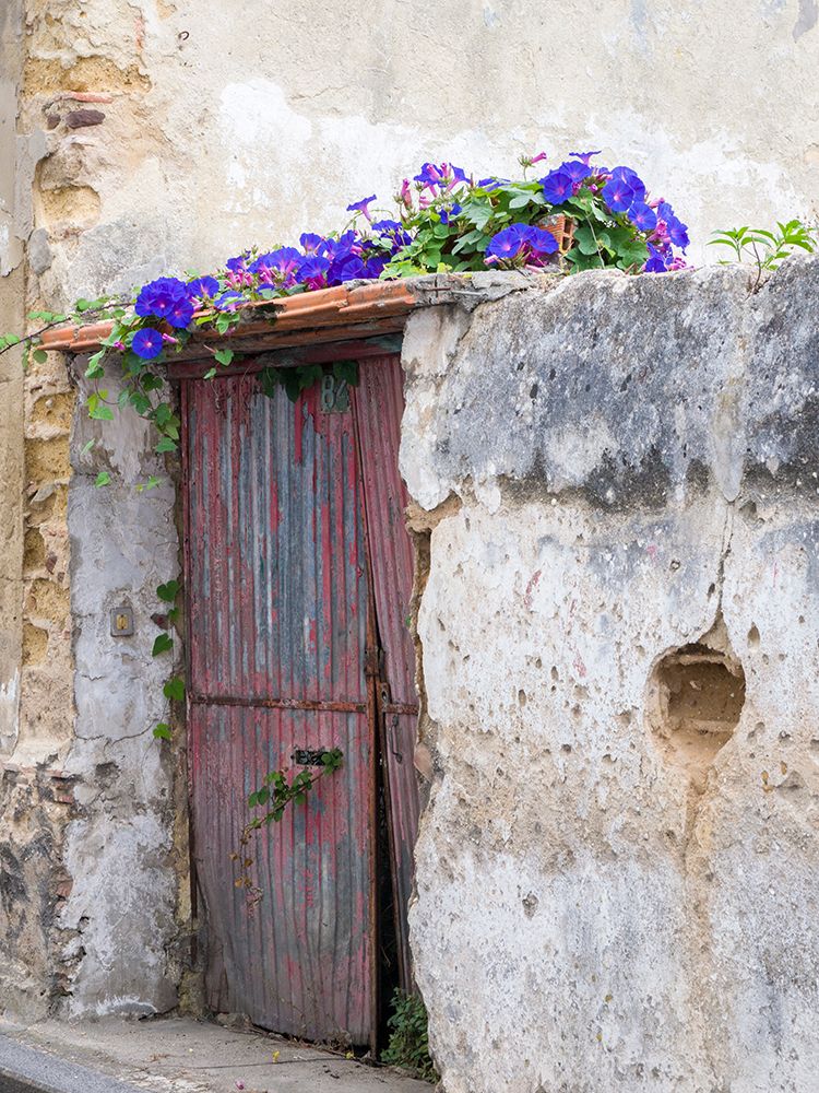 Portugal-Aveiro-Old red metal door with bright blue and pink morning glory flower vine covering abo art print by Julie Eggers for $57.95 CAD