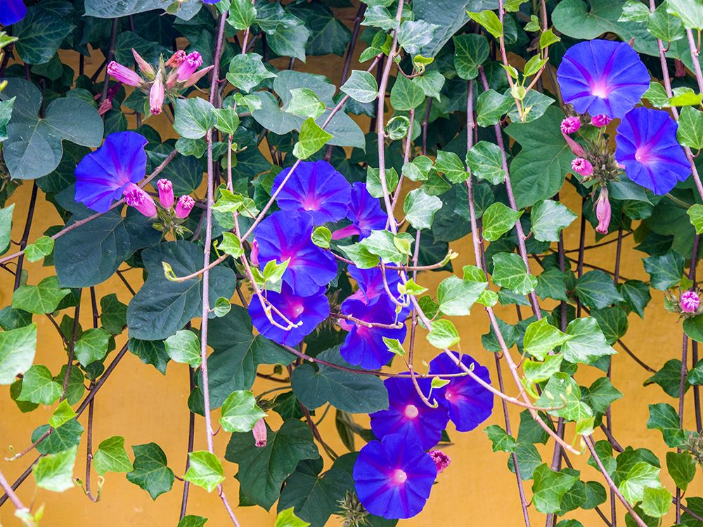 Portugal-Aveiro-Blue Morning Glory-Ipomoea indica-growing wild in the historic district of Aveiro art print by Julie Eggers for $57.95 CAD