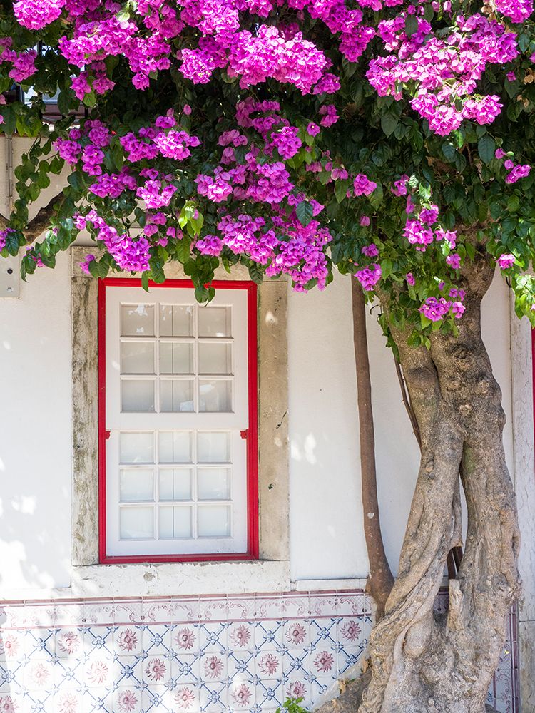 Portugal-Lisbon-Pink flowers of Bougainvillea plant and historical building next to Miradouro de Sa art print by Julie Eggers for $57.95 CAD