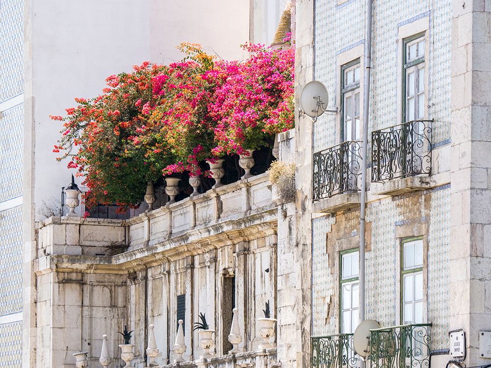 Portugal-Lisbon-Colorful Bougainvillea trailing over balcony of white building art print by Julie Eggers for $57.95 CAD