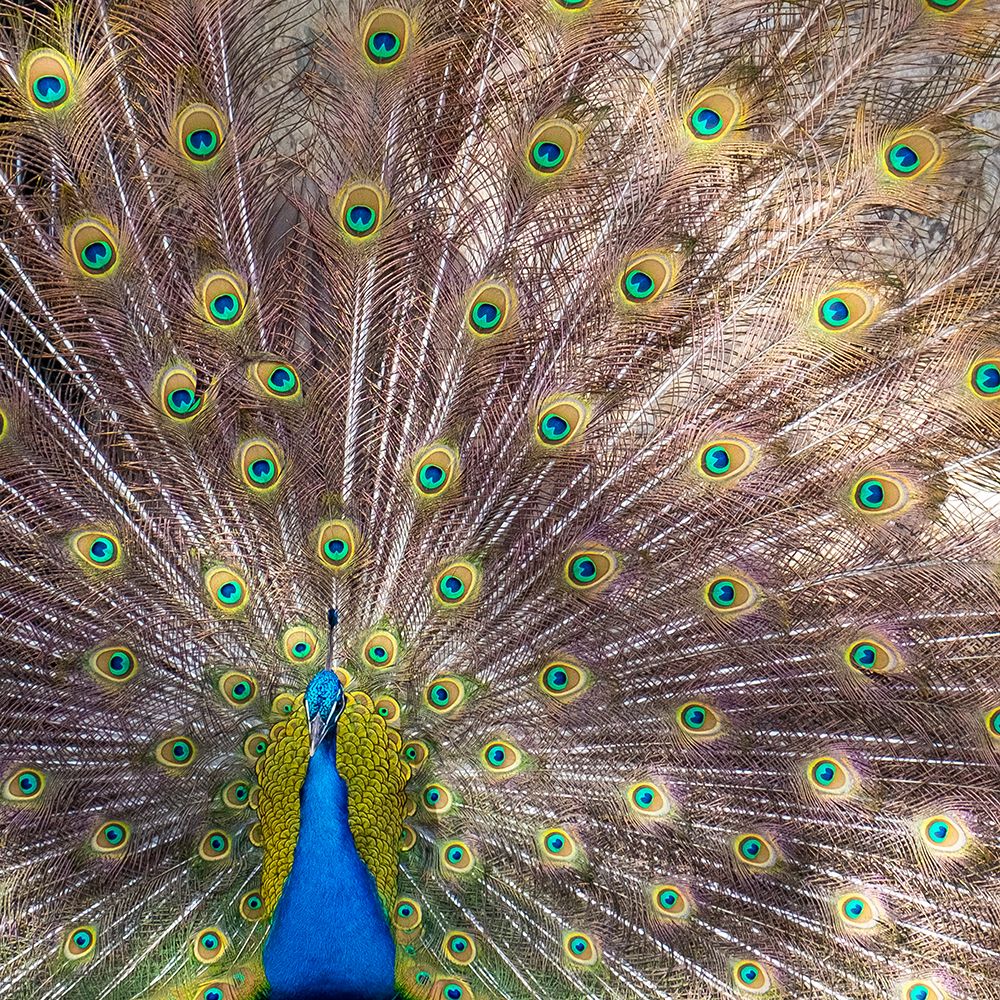 Lisbon- Portugal. Castelo Sao Jorge. Peacocks reside on the castle grounds art print by Julien McRoberts for $57.95 CAD