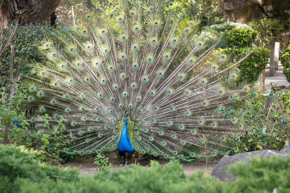 Lisbon- Portugal. Castelo Sao Jorge. Peacocks reside on the castle grounds art print by Julien McRoberts for $57.95 CAD