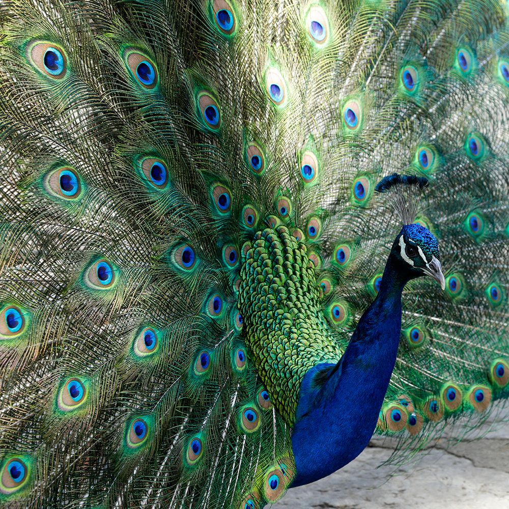 Lisbon- Portugal. Castelo Sao Jorge. Peacocks reside on the castle grounds art print by Julien McRoberts for $57.95 CAD
