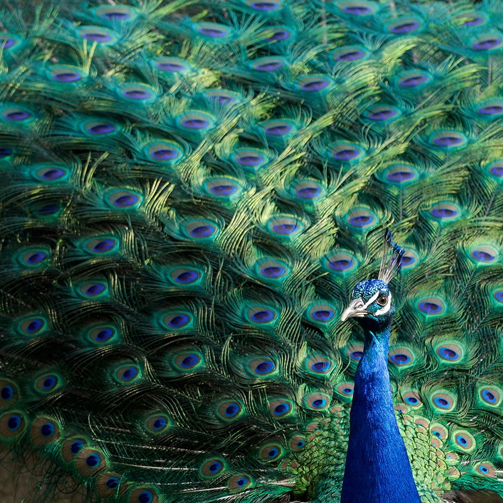 Lisbon- Portugal. Castelo Sao Jorge. Peacocks reside on the castle grounds art print by Julien McRoberts for $57.95 CAD