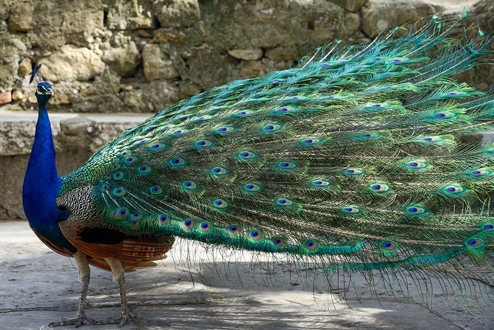 Lisbon- Portugal. Castelo Sao Jorge. Peacocks reside on the castle grounds art print by Julien McRoberts for $57.95 CAD