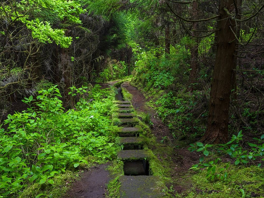 Levada-traditional irrigation channel near Cabeco Gordo in dense forest art print by Martin Zwick for $57.95 CAD