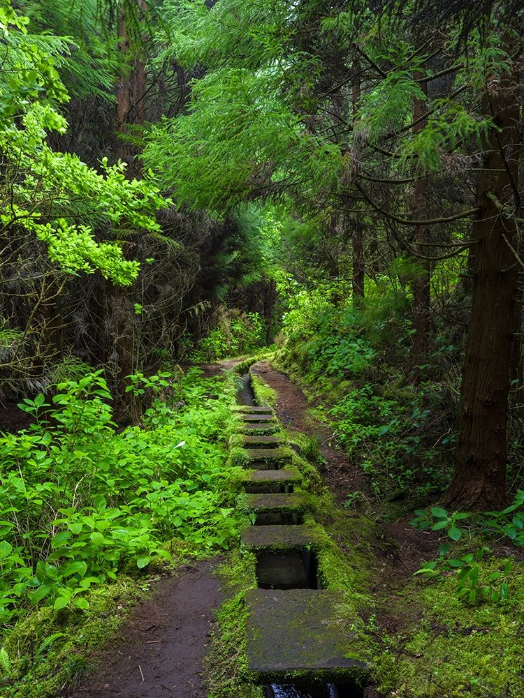 Levada-traditional irrigation channel near Cabeco Gordo in dense forest art print by Martin Zwick for $57.95 CAD