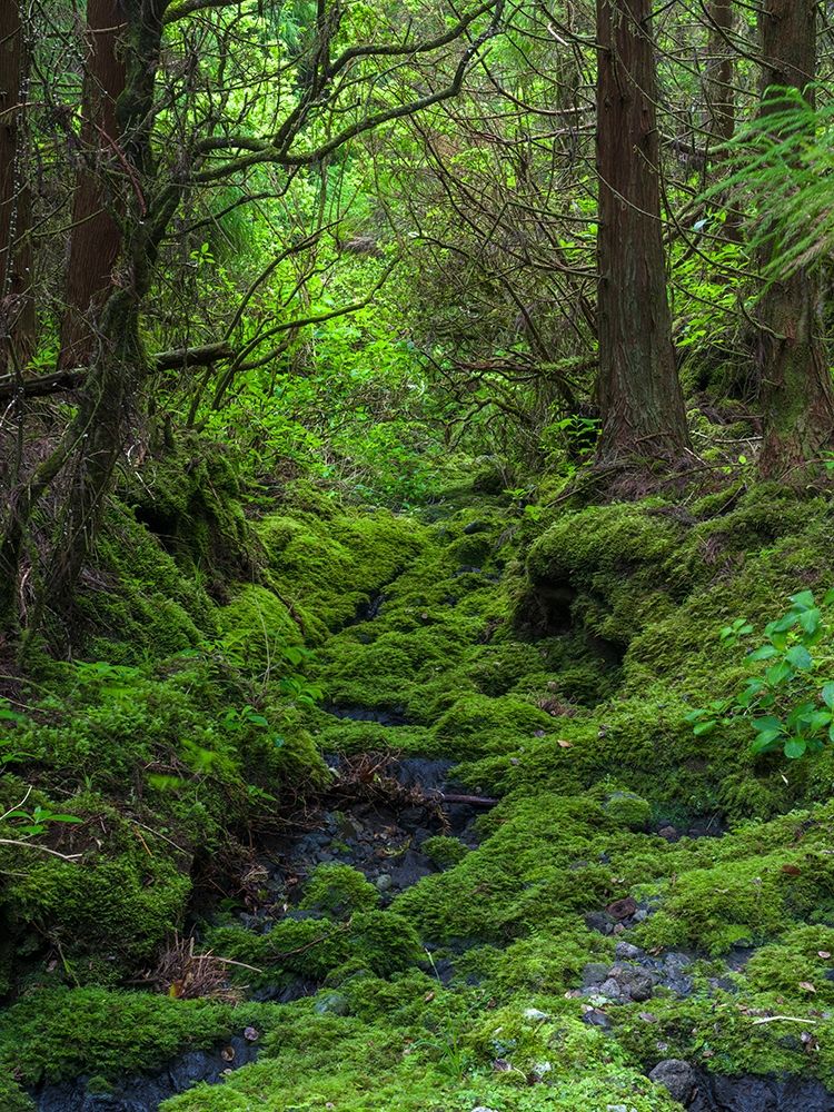 Forest near Cabeco Grodo Faial Island-an island in the Azores in the Atlantic Ocean art print by Martin Zwick for $57.95 CAD