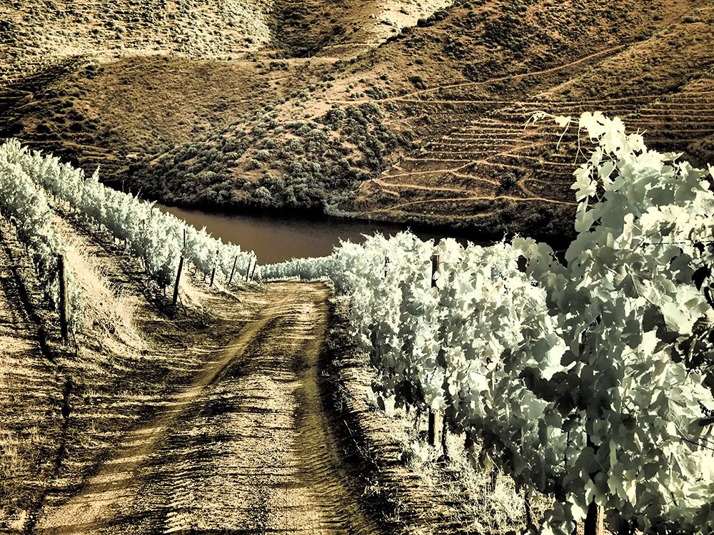 Portugal-Douro Valley-Backcountry road through the vineyards art print by Terry Eggers for $57.95 CAD