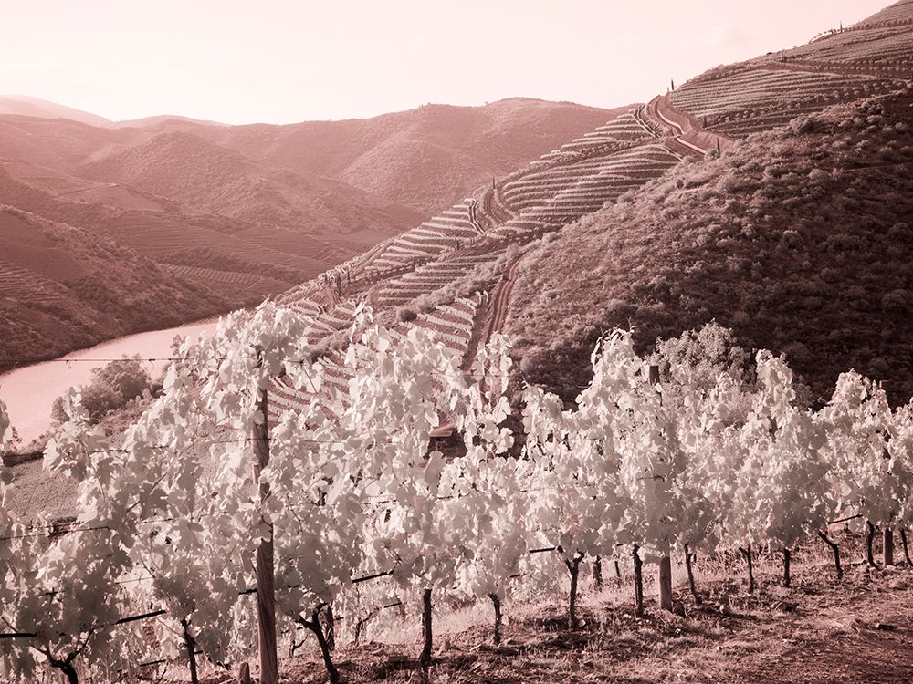 Portugal-Douro Valley-Vineyards draping the hills art print by Terry Eggers for $57.95 CAD