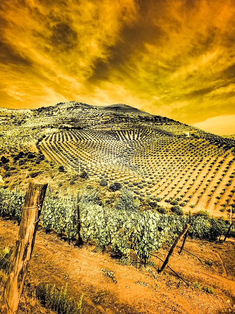 Portugal-Douro Valley-Vineyards and Olive Groves art print by Terry Eggers for $57.95 CAD