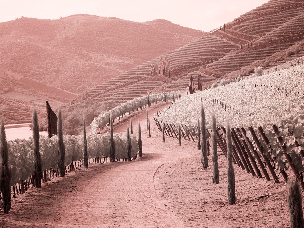 Portugal-Douro Valley-Backcountry road through the vineyards art print by Terry Eggers for $57.95 CAD