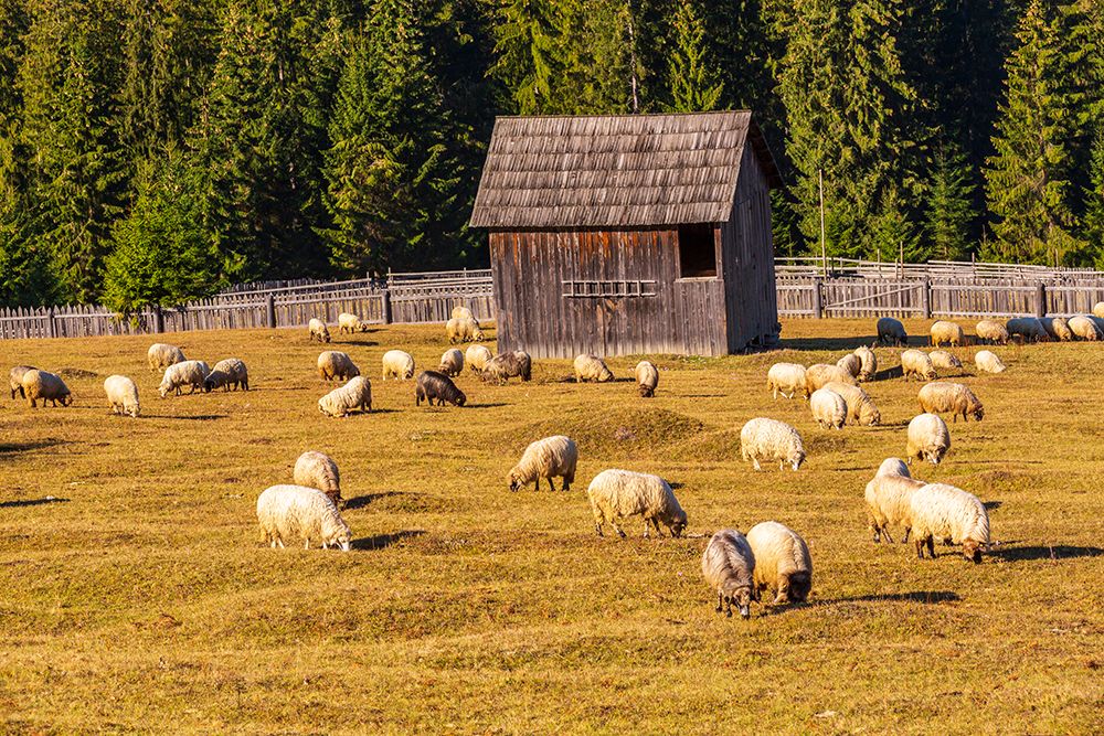 Romania, Transylvania, Carpathian Mountains. Bucovina. Grazing sheep. art print by Emily M. Wilson for $57.95 CAD