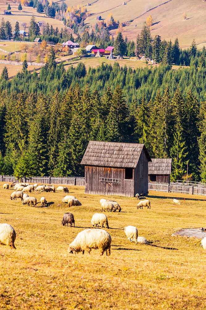 Romania, Transylvania, Carpathian Mountains. Bucovina. Grazing sheep. art print by Emily M. Wilson for $57.95 CAD