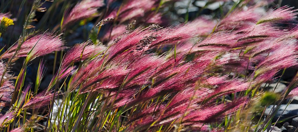 Wild barley-Hardeuom-Anadyr-Chukotka Autonomous Okrug-Russia art print by Keren Su for $57.95 CAD