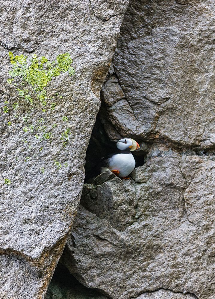 Horned Puffin-Fratercula comiculata-Cape Archen-Bering Sea-Russian Far East art print by Keren Su for $57.95 CAD