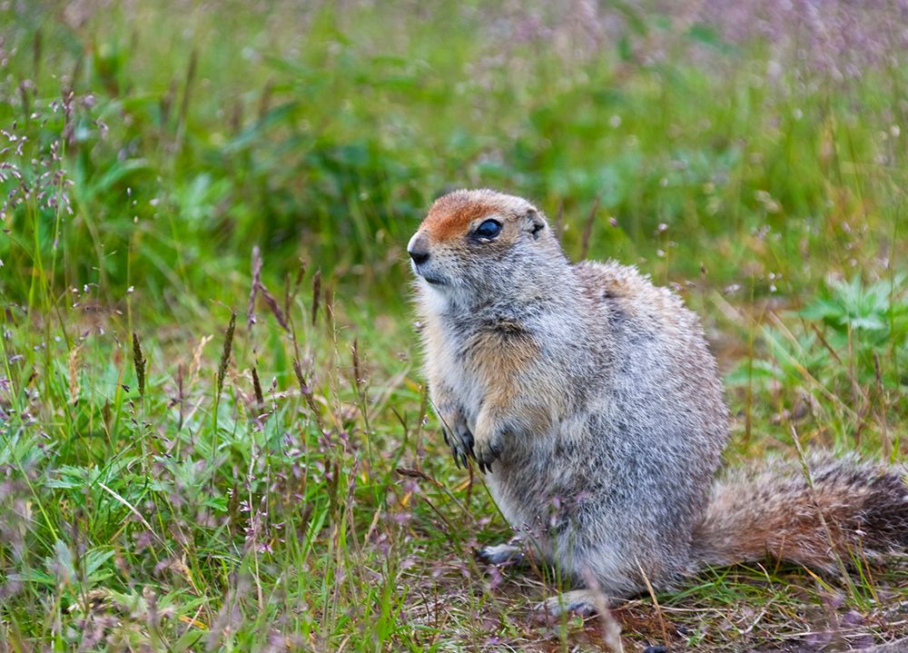 Ground squirrel-Chukchi Peninsula-Russian Far East art print by Keren Su for $57.95 CAD