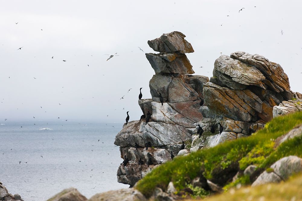 Cormorants and seagulls on rock pile-Kolyuchin Island-once an important Russian Polar Research Stat art print by Keren Su for $57.95 CAD