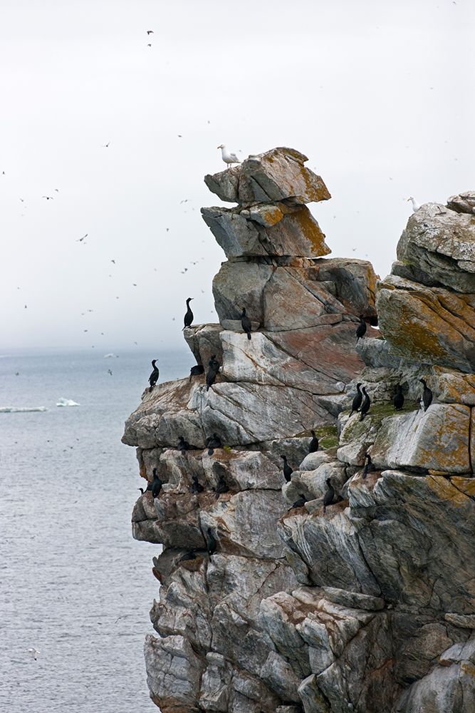 Cormorants and seagulls on rock pile-Kolyuchin Island-once an important Russian Polar Research Stat art print by Keren Su for $57.95 CAD