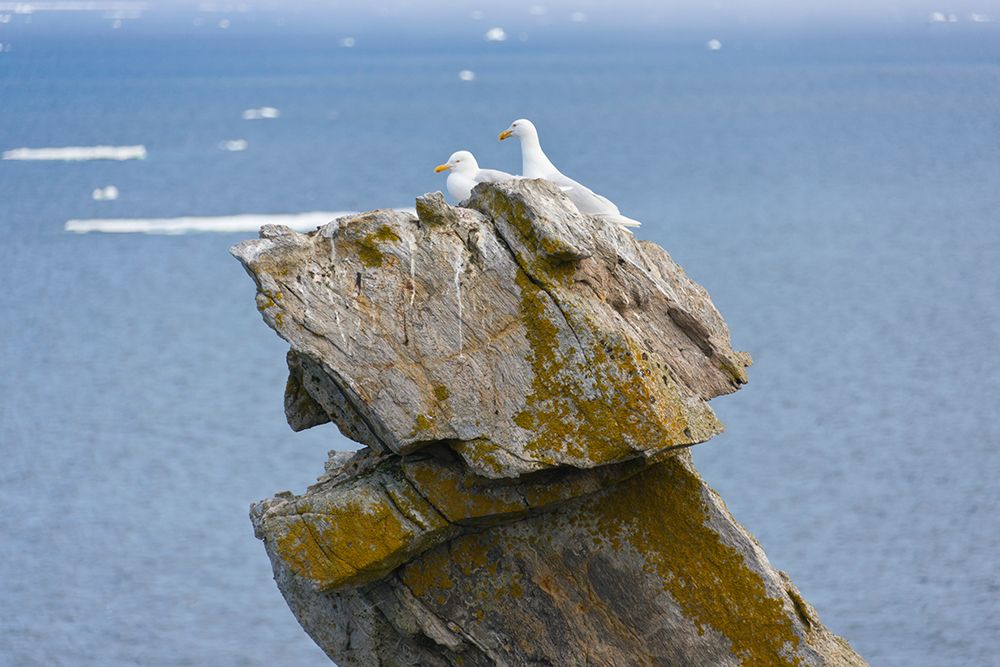 Seagulls on rock pile-Kolyuchin Island-once an important Russian Polar Research Station-Bering Sea- art print by Keren Su for $57.95 CAD
