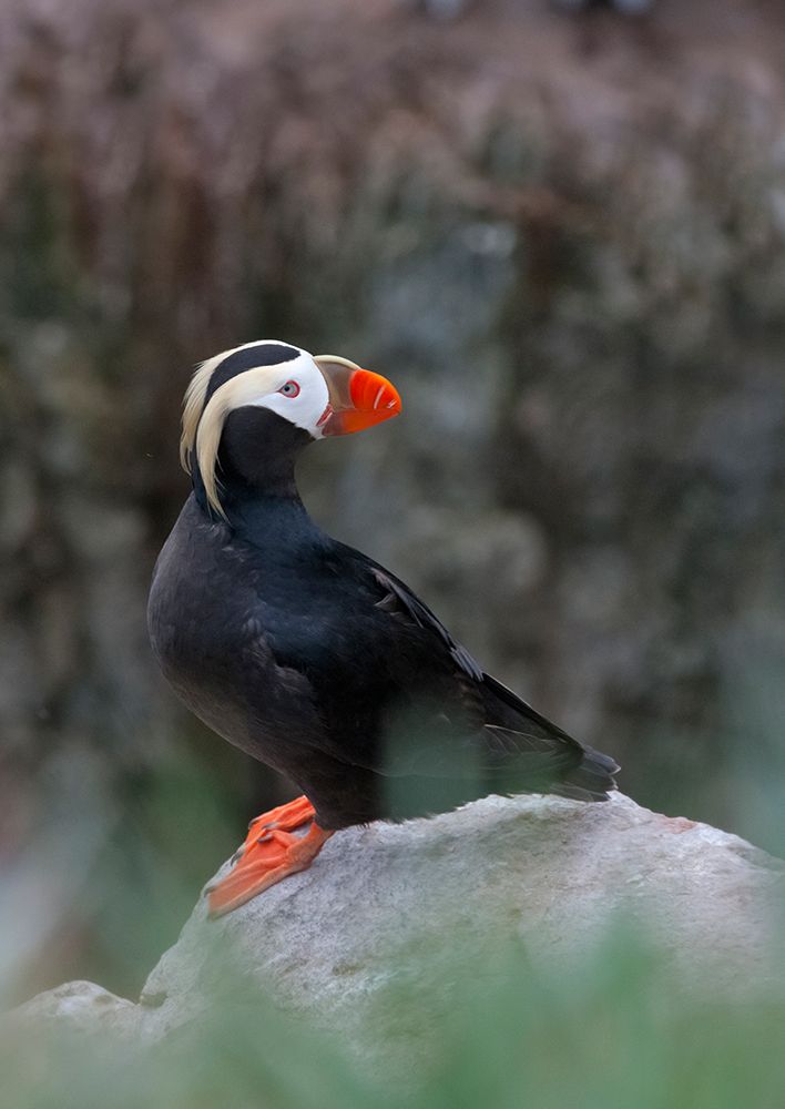 Tufted Puffin-Fratercula cirrhata-on Kolyuchin Island-once an important Russian Polar Research Stat art print by Keren Su for $57.95 CAD