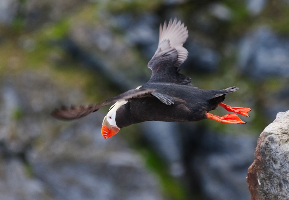 Tufted Puffin-Fratercula cirrhata-on Kolyuchin Island-once an important Russian Polar Research Stat art print by Keren Su for $57.95 CAD