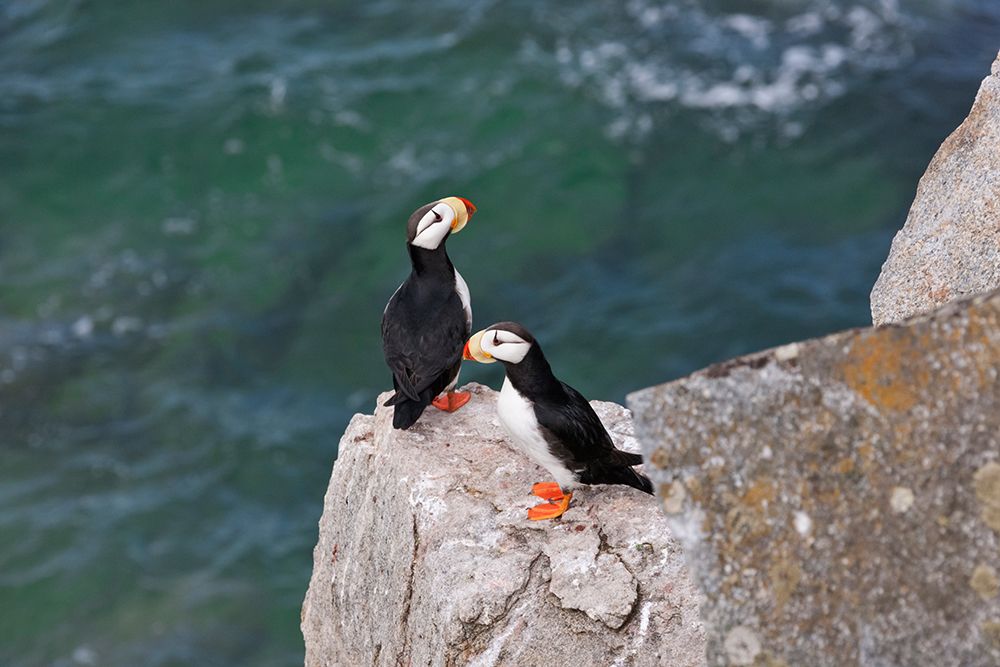 Horned Puffin-Fratercula corniculata-on Kolyuchin Island-once an important Russian Polar Research S art print by Keren Su for $57.95 CAD