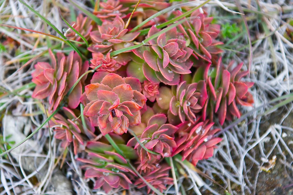 Arctic cactus-Wrangel Island in Chukchi Sea-Russian Far East art print by Keren Su for $57.95 CAD