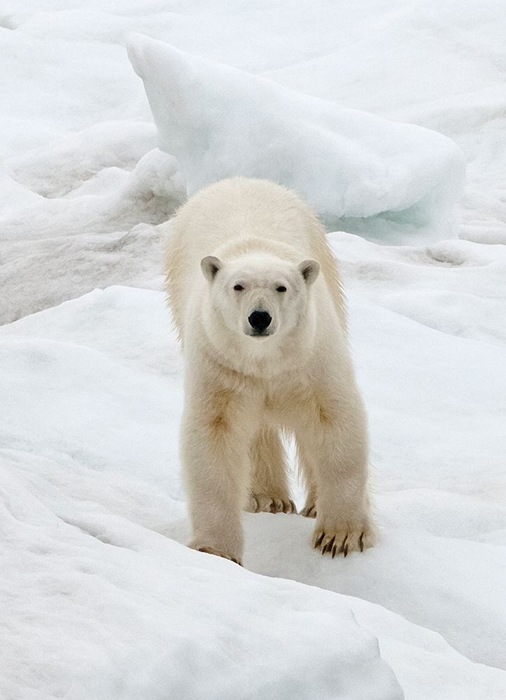 Polar Bear on ice-Bering Sea-Russia Far East art print by Keren Su for $57.95 CAD