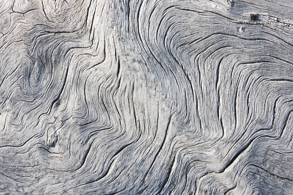 Drift wood pattern-Cape Onman-Chukchi Sea-Russia Far East art print by Keren Su for $57.95 CAD