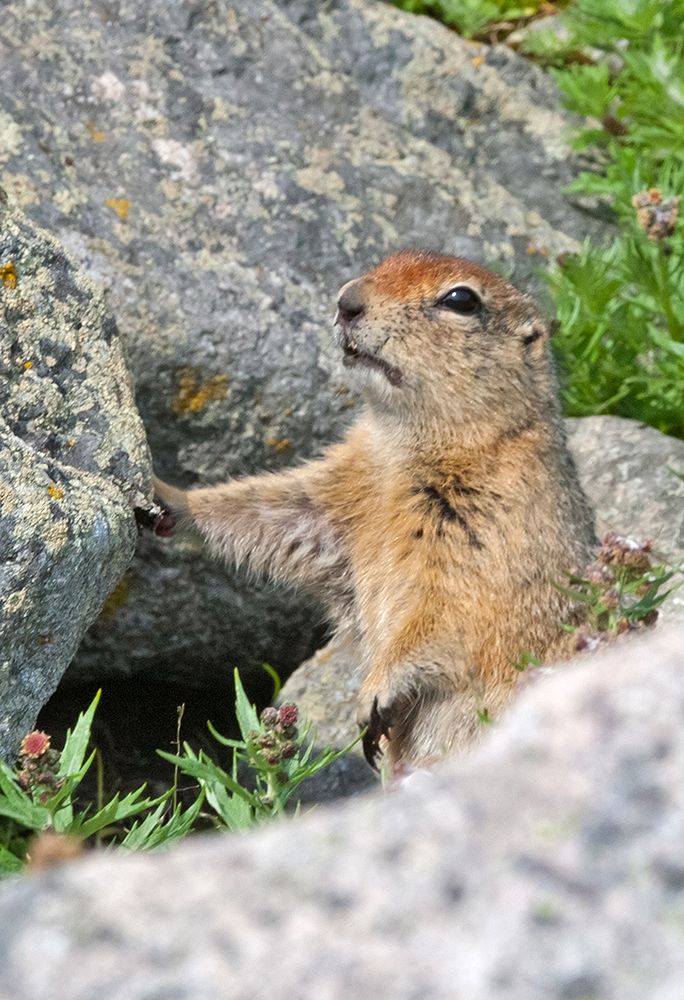 Ground squirrel-Cape Dezhnev-most eastern corner of Eurasia-Russian Far East art print by Keren Su for $57.95 CAD