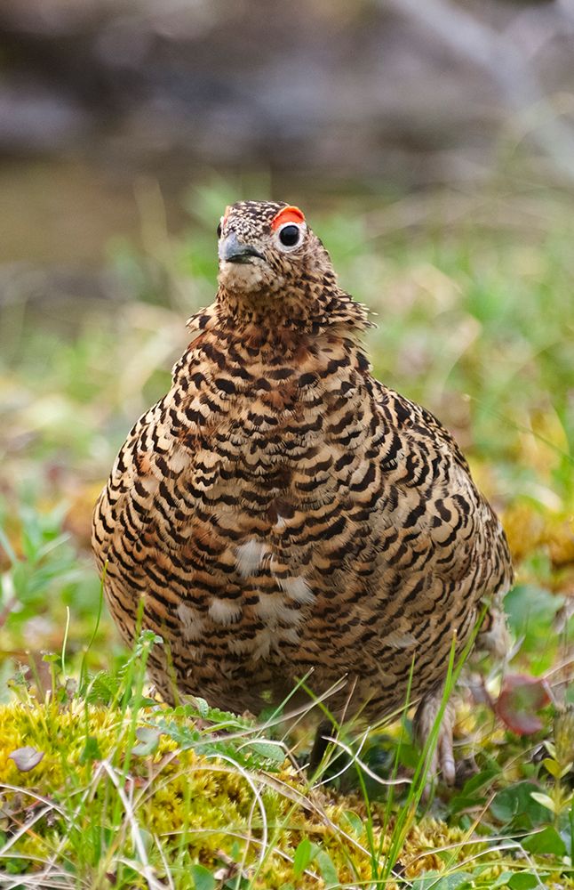 Willow grouse-willow Ptarmigan-Yttygran Island-Bering Sea-Russia Far East art print by Keren Su for $57.95 CAD