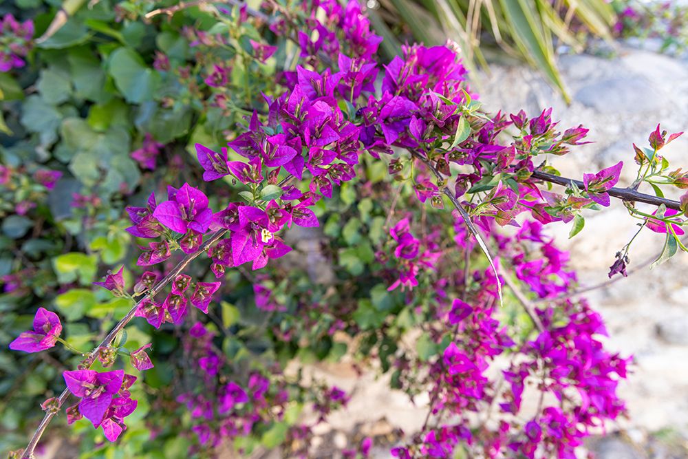 Albaicin, Province of Granada, Andalusia, Spain. A purple flowering bush. art print by Emily M. Wilson for $57.95 CAD