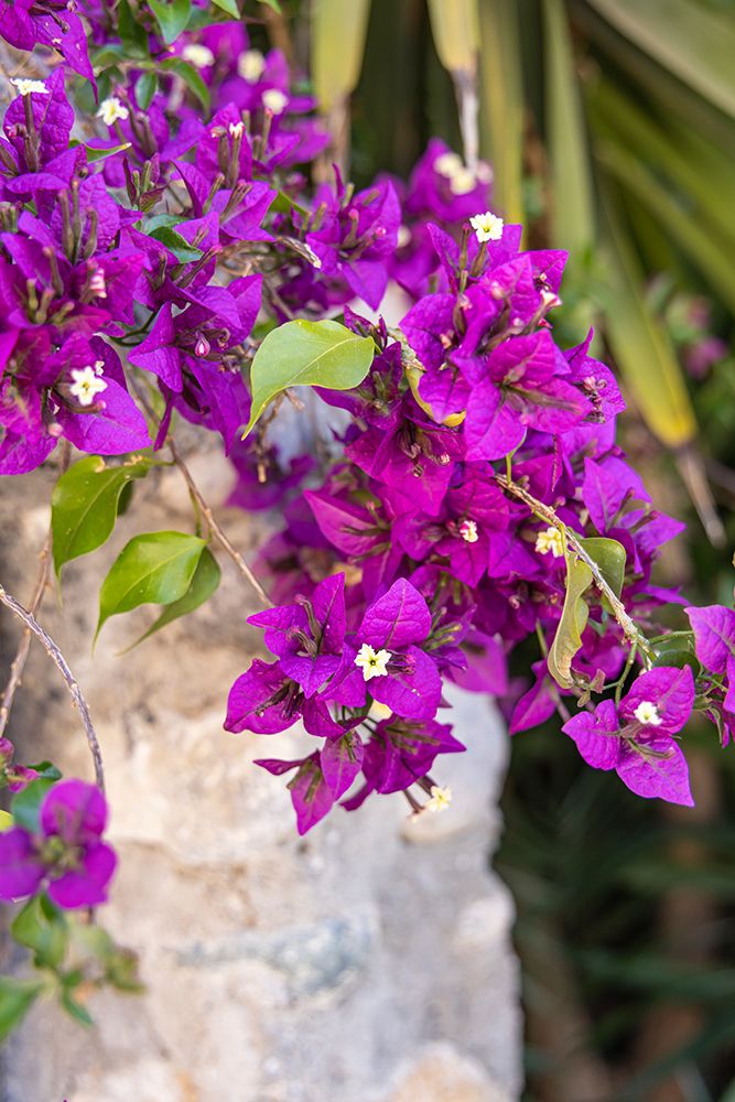 Albaicin, Province of Granada, Andalusia, Spain. A purple flowering bush. art print by Emily M. Wilson for $57.95 CAD