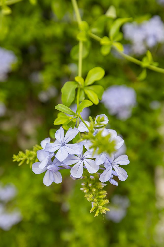 Centro District, Cordoba, Andalusia, Spain. Light purple flowers on a green background. art print by Emily M. Wilson for $57.95 CAD