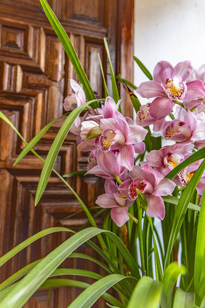 Centro District, Cordoba, Andalusia, Spain. Beautiful flowers in a home art print by Emily M. Wilson for $57.95 CAD