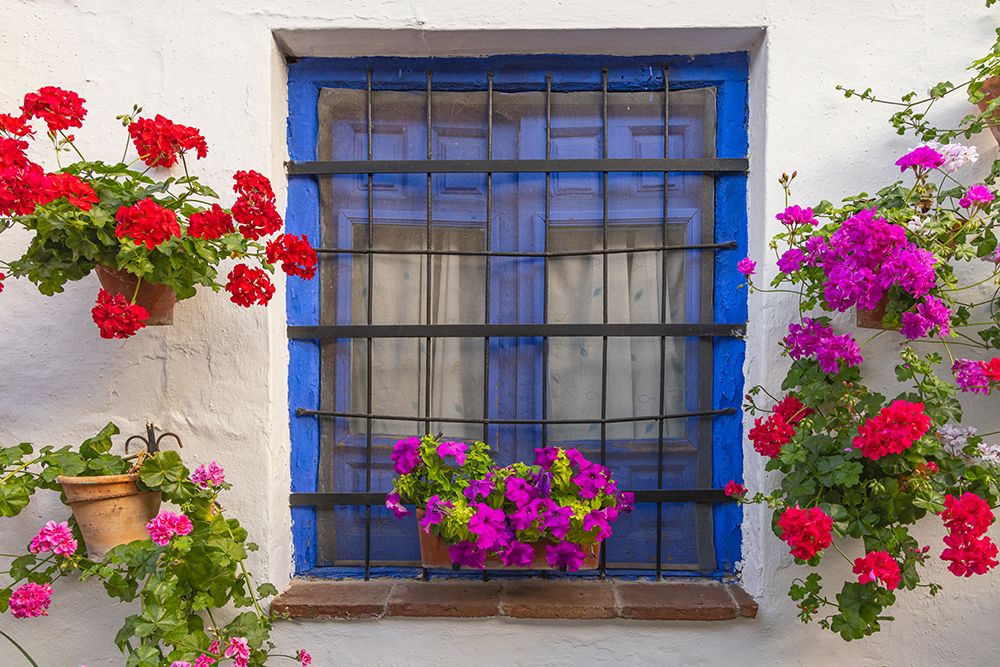 Centro District, Cordoba, Andalusia, Spain. Colorful flowers decorate a blue window. art print by Emily M. Wilson for $57.95 CAD