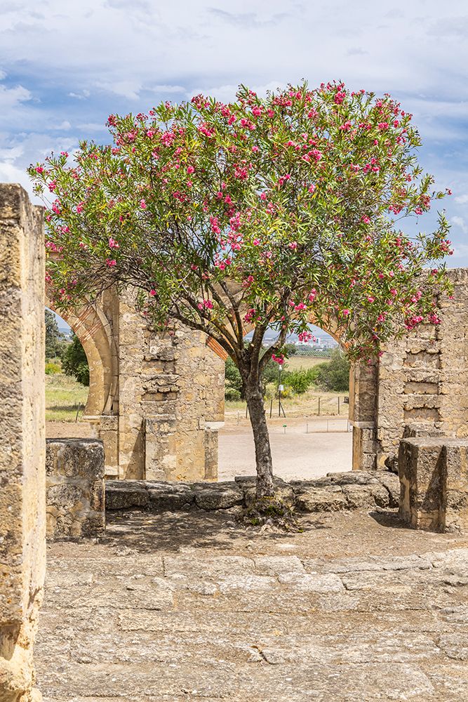 Cordoba, Andalusia, Spain. Ruins at Medina Azahara, a Moorish fortified palace outside of Cordoba. art print by Emily M. Wilson for $57.95 CAD
