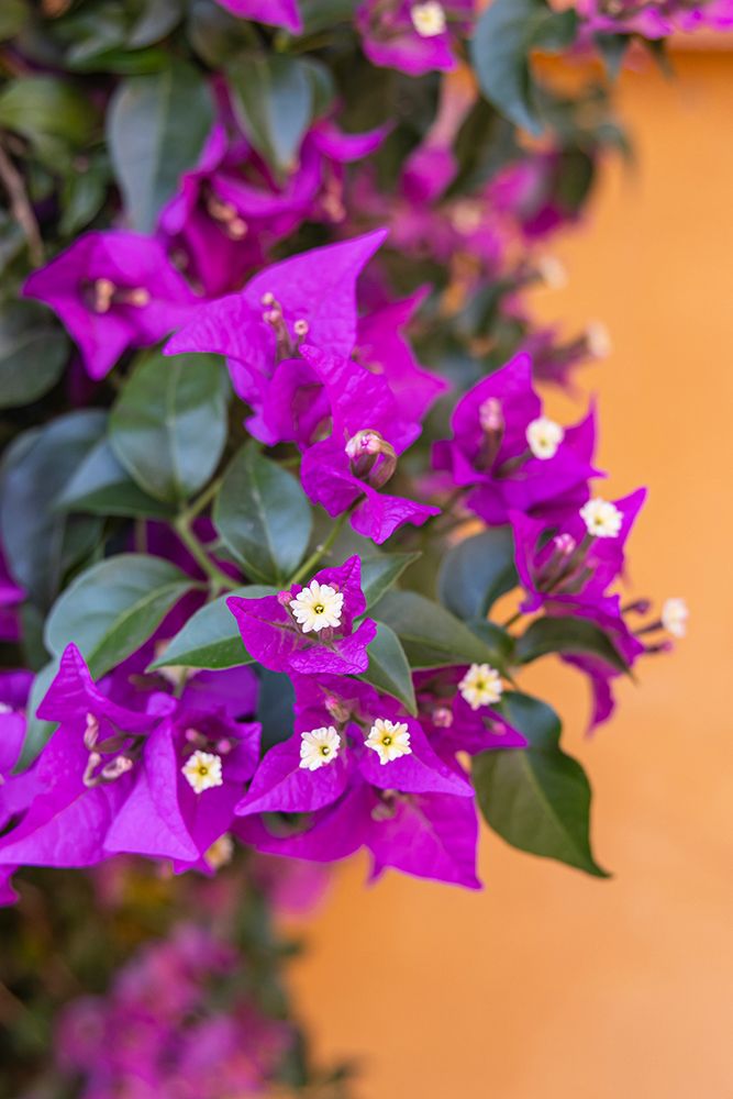 Casco Antiguo, Seville, Andalusia, Spain. Purple flowers growing on an orange stucco wall. art print by Emily M. Wilson for $57.95 CAD