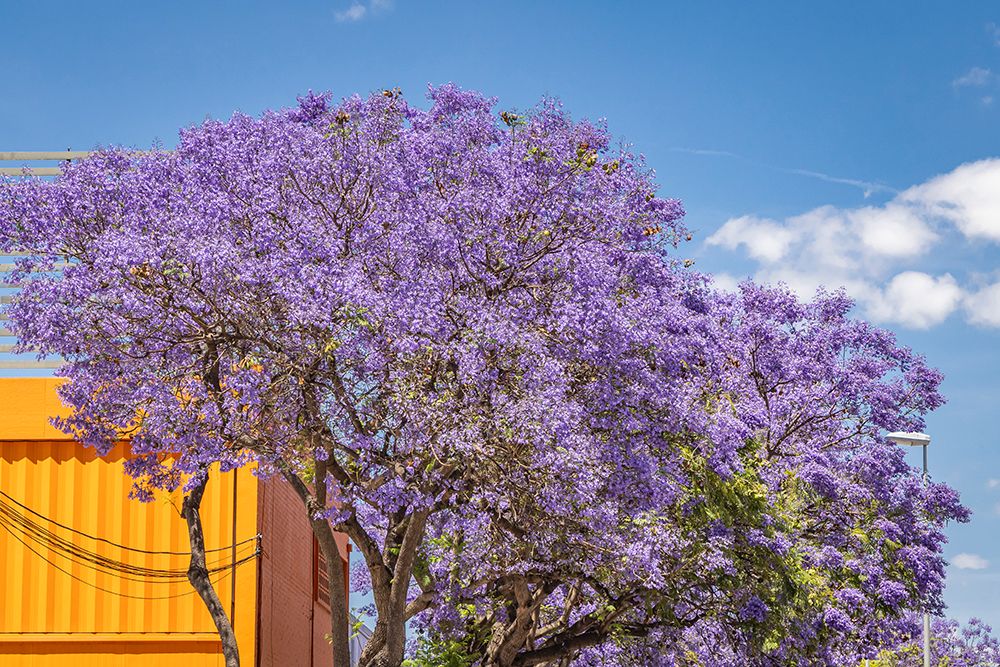 Jerez de la Frontera, Cadiz, Andalusia, Spain. A purple flowering tree against blue sky. art print by Emily M. Wilson for $57.95 CAD