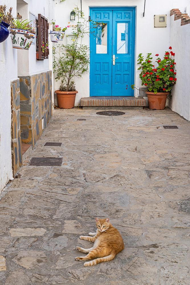 Casares, Malaga, Andalusia, Spain. A tabby cat resting in an alley of a Spanish village. art print by Emily M. Wilson for $57.95 CAD