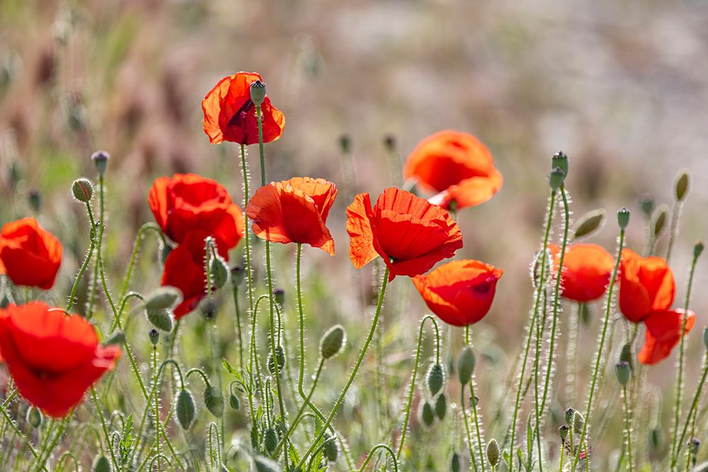 Montefrio, Granada, Andalusia, Spain. Wild poppies growing. art print by Emily M. Wilson for $57.95 CAD