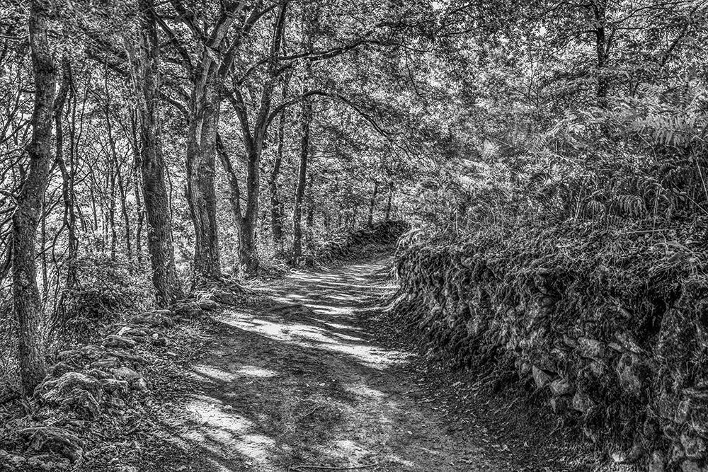 Spain-Galicia Camino de Santiago (Way of St James) in Galicia between Vilei and Morgade art print by Hollice Looney for $57.95 CAD