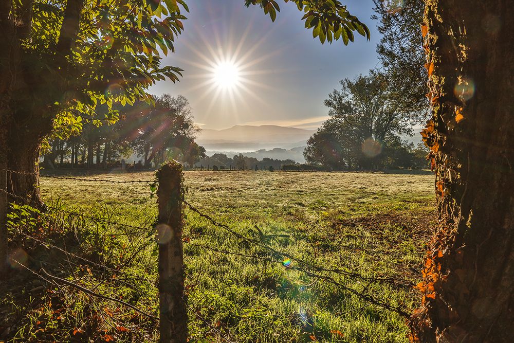 Spain-Galicia Early morning on the Camino de Santiago near Vilei art print by Hollice Looney for $57.95 CAD
