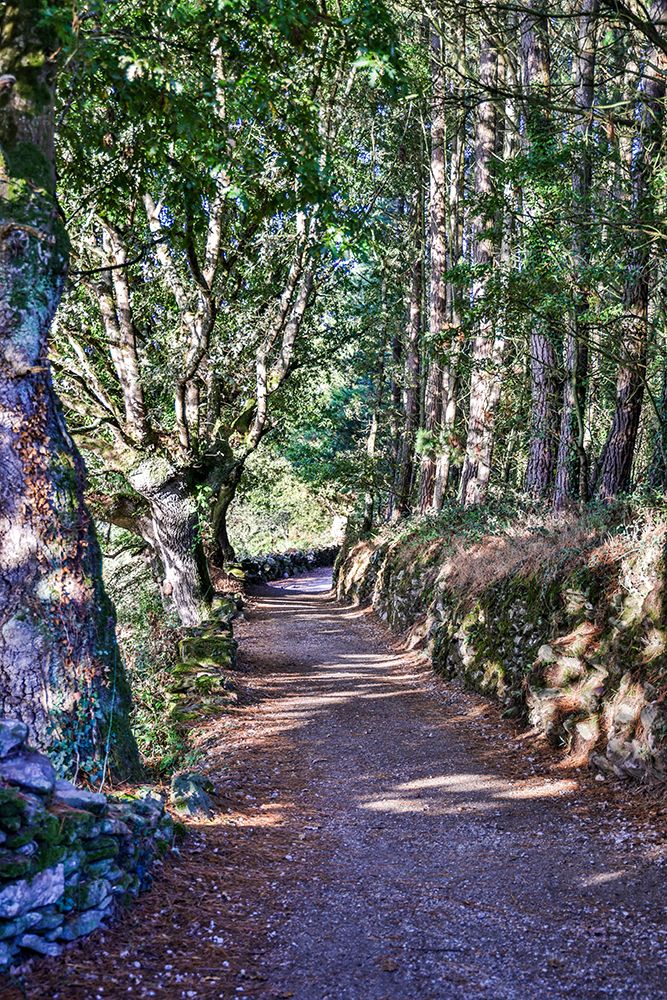 Spain-Galicia Foggy morning on the Camino de Santiago between Morgade and Portomarin art print by Hollice Looney for $57.95 CAD