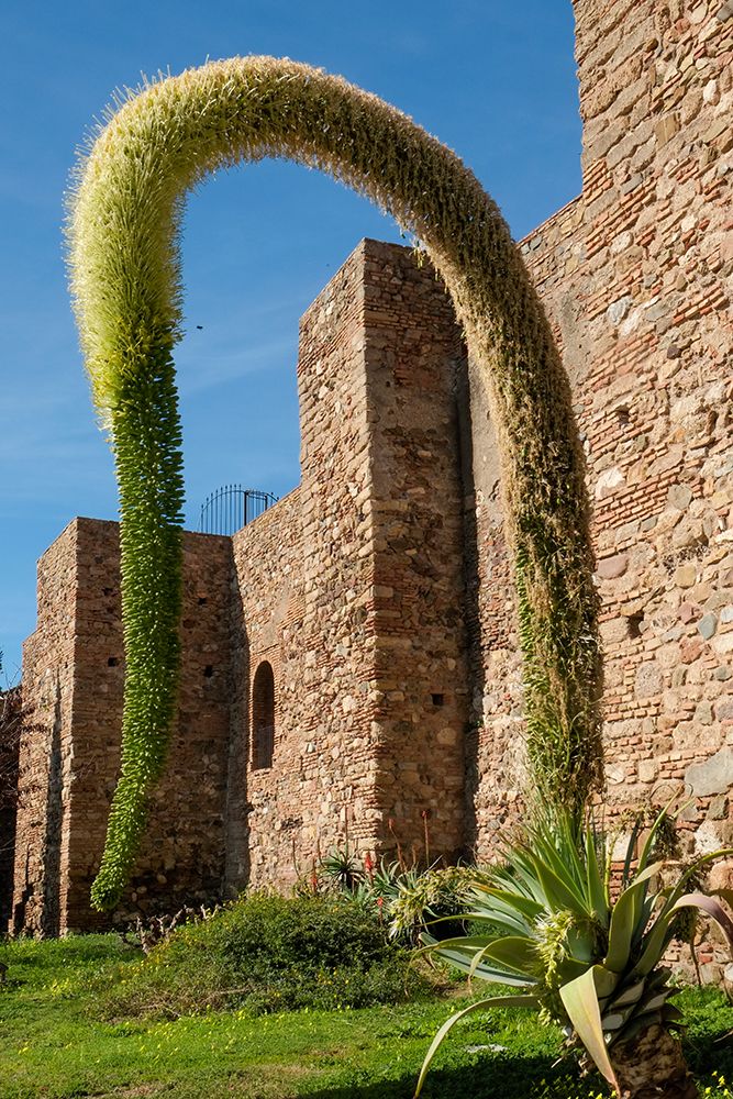 Malaga, Spain. Ancient Alcazaba in Malaga which was built by the Moors. Agave Attenuata plant. art print by Julien McRoberts for $57.95 CAD