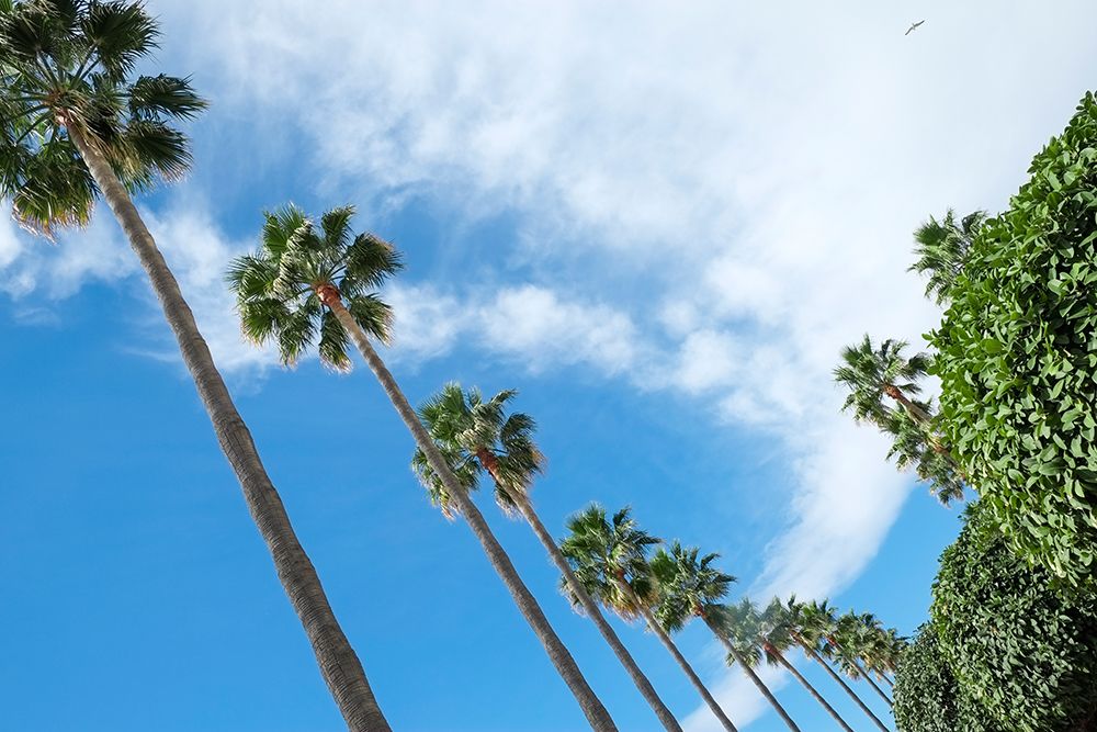 Marbella, Spain. Palm trees and clouds art print by Julien McRoberts for $57.95 CAD