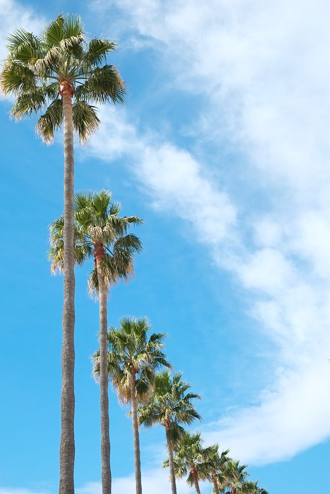 Marbella, Spain. Palm trees and clouds art print by Julien McRoberts for $57.95 CAD