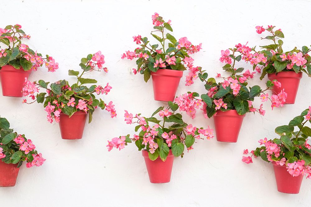Marbella, Spain. Pink potted geraniums art print by Julien McRoberts for $57.95 CAD