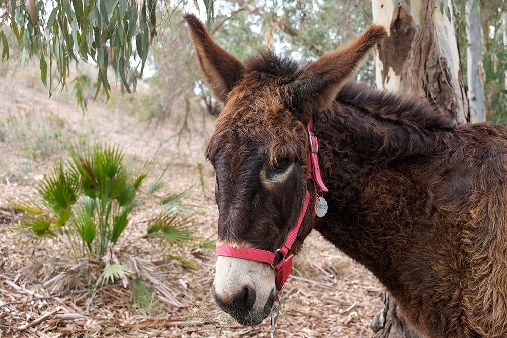 Mijas, Spain. Donkeys at a local animal rescue sanctuary art print by Julien McRoberts for $57.95 CAD
